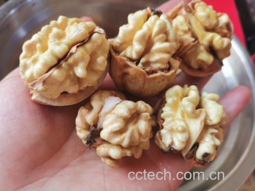 新鲜采摘的核桃果实 核桃特写