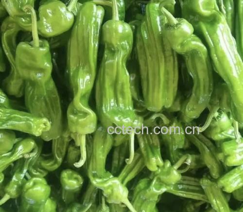 新鲜红色尖椒切片,展示其表皮光滑和果肉结构 生吃尖椒的特写