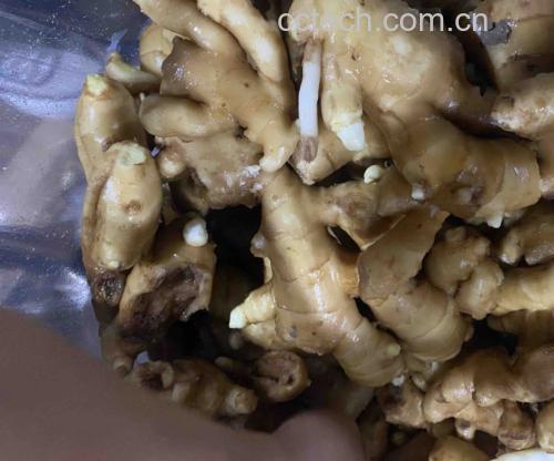 老姜切片后内部呈金黄色,纤维明显 老姜切片特写图