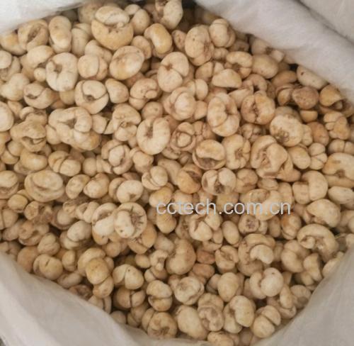 实验室场景:电子天平(精度0.01g)上放置白色瓷皿,内盛浙贝母饮片;镊子夹取二级浙贝母单粒置于秤盘,屏幕显示'1.36g',背景为白色光源与标准砝码盒,体现称量精准性 浙贝母标准饮片称重操作示意图