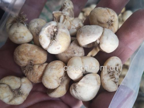 左侧为正品川贝母干燥鳞茎,呈怀中抱月形态,颜色乳白带淡黄,颗粒较小整齐;右侧为常见伪品浙贝母,个体较大,扁球形,表面深黄至棕褐色,无明显大小瓣包裹结构;中间放置放大镜显示断面粉性差异,背景为中药材检验台,配有游标卡尺与标签纸 川贝母药材对比图