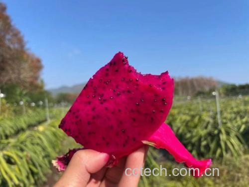 一位孕妇在厨房中手持刀具正在切开一颗红心火龙果,操作台干净整洁,背景温馨居家 孕期女性正在切红心火龙果