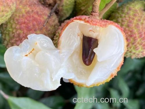三类荔枝并列摆放:左侧为桂味荔枝,果皮红褐、裂片尖突;中间为糯米糍,果皮光滑紫红;右侧为妃子笑,果皮青红相间。下方标注名称及主要特征,突出桂味荔枝皮厚、耐储的特点 桂味荔枝与其他品种对比图