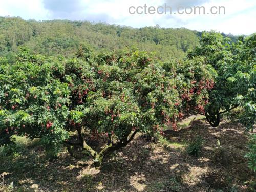 桂味荔枝用于加工荔枝干、果酱等产品的生产场景 桂味荔枝加工场景