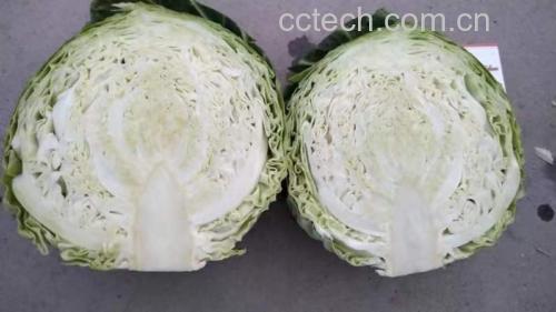 展示新鲜圆包菜被切成细丝的过程 炒圆包菜的食材处理图