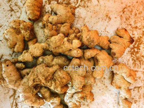 姜母实物特写,展示其粗糙表皮和深色肉质 姜母特写