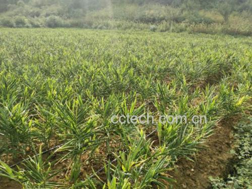 展示一片正在生长的老姜种植基地,绿色生态,阳光洒落,体现农产品源头品质 姜母种植田实景图