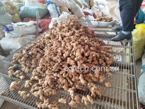 多种包装的姜母产品陈列展示,突出其作为农产品的自然属性 姜母泡脚产品展示