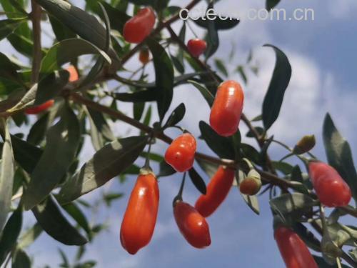 红枸杞植株在阳光下生长,果实饱满鲜红 红枸杞植株特写