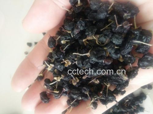 陈皮与黑枸杞实物对比图,展示其外观特征 陈皮与黑枸杞的对比展示
