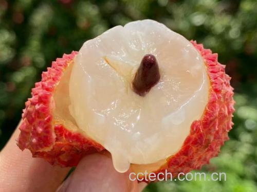 一簇新鲜采摘的桂味荔枝挂在枝头,果皮呈淡红色带绿晕,表面龟裂纹清晰;其中剖开数颗展示内部果肉晶莹剔透,包裹着明显缩小的褐色种核,突出‘小籽’特征 桂味荔枝小籽特写