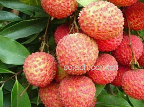 信息图表展示桂味荔枝小籽与龙眼、葡萄、芒果三种常见夏季水果在维生素C含量、可食率、GI值三项关键指标上的对比柱状图,突出桂味荔枝在维C和可食率方面的优势 桂味荔枝与其他水果营养对比图