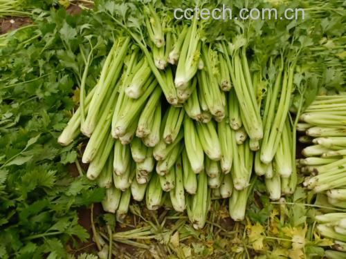 芹菜与菜椒正在锅中翻炒,色泽鲜亮,香气四溢 芹菜菜椒翻炒过程图