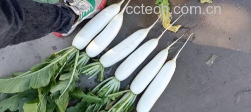 清洗干净的樱桃水果萝卜整齐摆放在竹篮中,背景为厨房环境 清洗后的樱桃水果萝卜