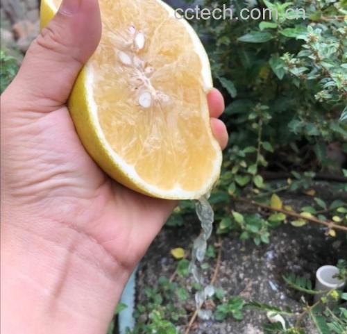 一只手正握着半个粉红果肉的葡萄柚,在白色陶瓷碗上方用力挤压在一个黄色塑料材质的手动锥形榨汁器上,果汁飞溅落入碗中,背景为木质餐桌和自然光线 葡萄柚榨汁操作演示