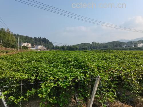 黄金百香果种植园实景图,藤蔓缠绕支架,阳光透过叶片照耀在成熟的果实上 黄金百香果种植园实景图