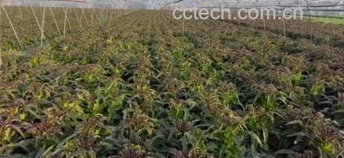 高清微距摄影:展示尖叶莴笋完整植株,重点突出基生莲座叶丛中3–5片成熟功能叶——叶片呈披针形,长25–32cm,宽4.5–6.2cm,叶尖锐尖,叶基渐狭成短柄,叶面深绿有蜡质层,叶背浅绿带淡紫晕,叶脉凸起明显呈羽状网脉,叶缘具细密锯齿(每厘米8–10齿),无绒毛,质地脆嫩易折断 尖叶莴笋植株全貌与典型叶形特写