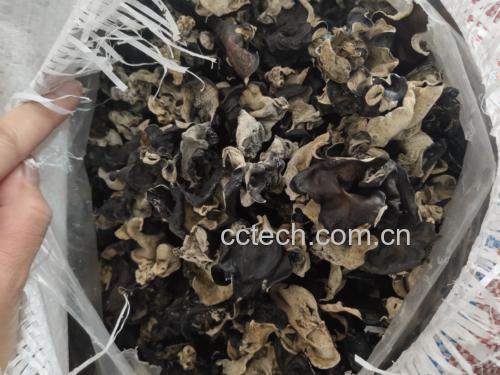 展示毛木耳炒鸡蛋的成品图,色泽金黄,毛木耳与鸡蛋充分融合 毛木耳炒鸡蛋