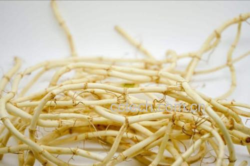 高清微距摄影:左侧为新鲜采挖的鱼腥草根(浅黄白色,节状膨大,直径3–5mm,表面具细纵纹及须根痕);右侧为干燥白茅根(米白色至淡黄色,圆柱形,长15–30cm,直径2–4mm,断面纤维性明显,可见放射状纹理及中心髓部。两者均无霉变、虫蛀,符合《中国药典》2020年版饮片标准 鱼腥草根与白茅根药材实物对比图