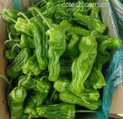 新鲜采摘的绿色薄皮椒,果实饱满,表皮光滑 薄皮椒特写