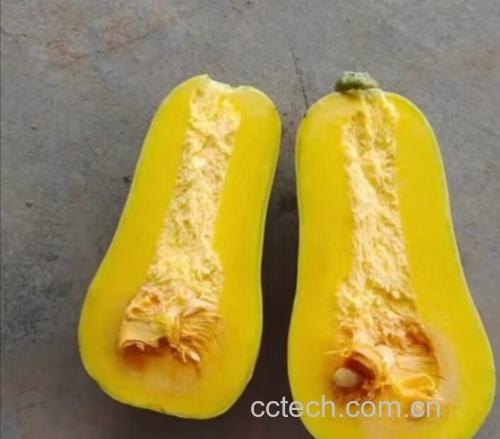 展示一个完整的奶油南瓜,表皮光滑,颜色偏奶油黄 奶油南瓜特写