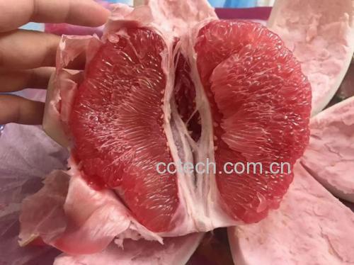 红心蜜柚(琯溪蜜柚)新鲜剖面高清图,展示典型粉红果肉、完整汁胞结构及自然纹理,产地环境元素强化地理标志属性 红心蜜柚剖面特写:果肉呈均匀粉红色,汁胞饱满透亮,可见细微红色脉络,背景为漳州平和县柚园梯田