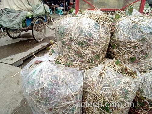 鱼腥草根市场选购对比图