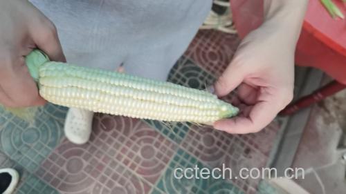 水果玉米与其他食材搭配做成沙拉或奶昔的组合图