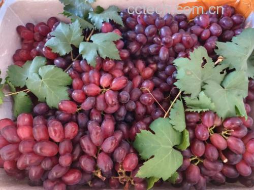 红提与酸奶、坚果等食材的搭配展示图,体现其多样化食用方式 红提与其他食材搭配图