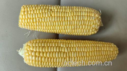 成熟的新鲜玉米穗,外皮略带绿色,颗粒饱满金黄 新鲜玉米在阳光下展示