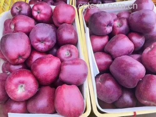 营养师手持花牛苹果与食物秤、血糖仪、膳食纤维图表进行科普演示:苹果旁标注' title=
