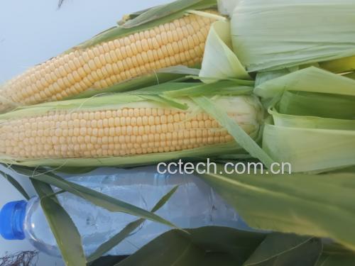 一根新鲜糯玉米,外层老叶已被剥除,保留内层2-3层浅绿色嫩叶,玉米表面干净无须,正在水龙头下冲洗,水珠清晰可见,背景为厨房操作台 清洗与去叶后的糯玉米特写