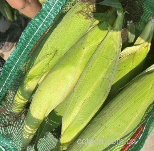 农贸市场摊位上摆放着多根新鲜水果玉米,顾客正在认真挑选 水果玉米市场选购图