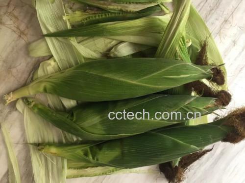 一根完整的水果玉米,外层深绿色老叶已被剥除,仅保留内层浅绿色薄叶和部分玉米须,玉米棒部分微微露出,表面干净无破损,旁边放着一把厨房剪刀,背景为木质料理台 水果玉米处理前后对比图