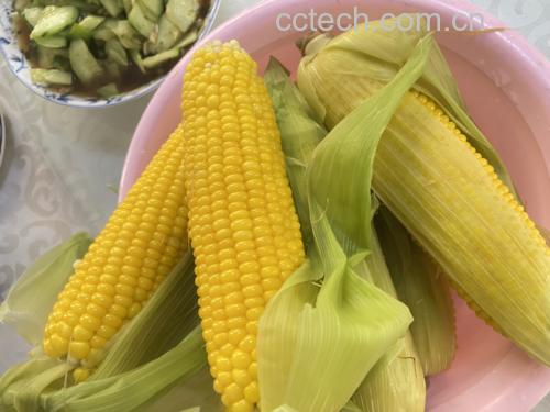 一张白色餐盘中摆放三种水果玉米吃法:左侧是一整根刚煮好的金黄玉米,热气袅袅;中间是切下的玉米粒与红椒丁、黄瓜丁混合的沙拉,淋有少许橄榄油;右侧是一个小碗盛着奶白色玉米浓汤,表面撒有欧芹碎,背景为自然光线下的餐桌 水果玉米多种吃法展示图
