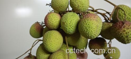展示新鲜绿色果蒂与干枯黄色果蒂的对比图,用于指导消费者识别荔枝新鲜程度 荔枝果蒂对比图