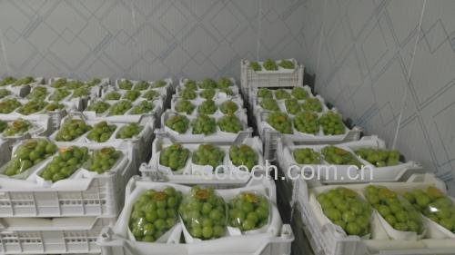 展示阳光玫瑰使用PE保鲜膜密封并标注日期的冷藏包装方式 阳光玫瑰冷藏包装示意图