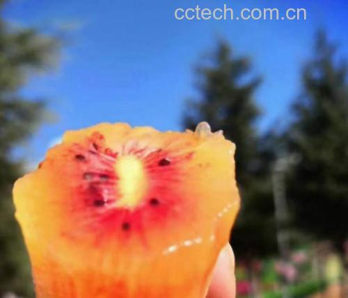 高清微距摄影:红心猕猴桃横切面,突出标志性红色果肉、黑色籽粒分布及表皮绒毛结构,体现其作为地理标志农产品的新鲜度与品种特征 红心猕猴桃切面特写,果肉呈均匀鲜红色,中心放射状黄褐色籽粒清晰可见,表面覆有细密绒毛,背景为竹编果篮与新鲜薄荷叶