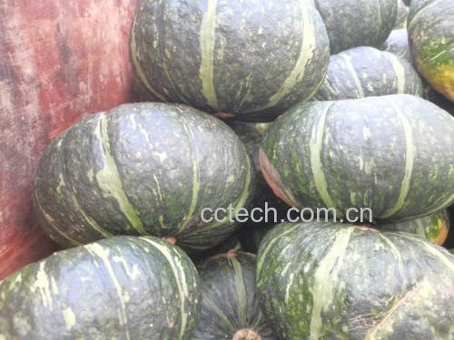 热气腾腾的独蒜焖板栗南瓜成品,色泽金黄,香气扑鼻 独蒜焖板栗南瓜成品图