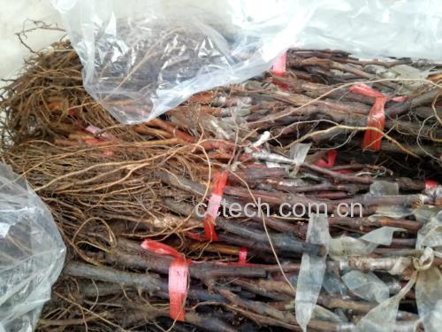 展示优质与劣质阳光玫瑰的外观、果粒、果梗对比 阳光玫瑰葡萄选购对比图