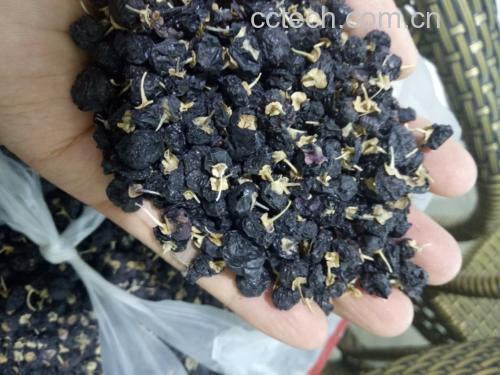 高清特写镜头展示:左侧为深紫色颗粒状黑枸杞干果,表面有自然皱褶,右侧为干燥的重瓣红玫瑰花瓣,呈紫红色,花瓣完整卷曲,背景为浅色木质桌面,自然光线下拍摄,突出食材原生态质感 黑枸杞与玫瑰花干品对比图