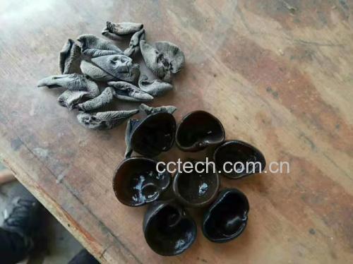 展示干黑木耳与泡发后黑木耳的形态变化 黑木耳泡发前后对比图