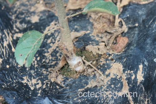展示一个完整的花牛苹果横切面,显示果皮、果肉和果核的比例分布 花牛苹果剖面展示图