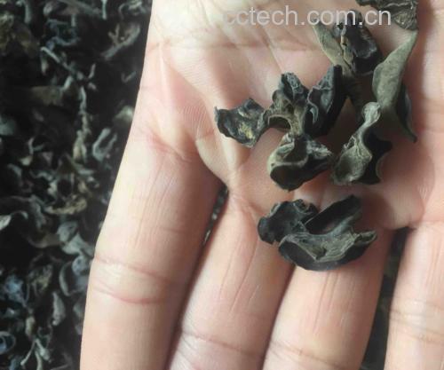 展示木耳黑与毛木耳的实物对比,包括颜色、纹理、质地等细节 木耳黑与毛木耳对比图