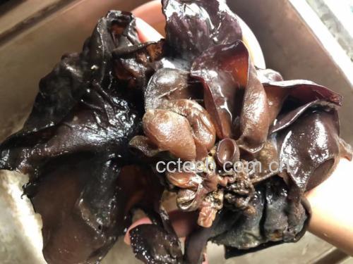 毛木耳炒鸡蛋,色泽诱人,营养搭配合理 毛木耳烹饪图