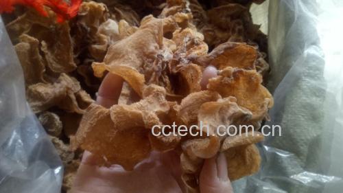 三个步骤展示:左侧为干燥的毛木耳干品;中间为充分泡发后的蓬松耳片;右侧为锅中沸腾水中焯烫的毛木耳,配有计时器和漏勺,强调食品安全操作流程 毛木耳泡发与焯煮过程图