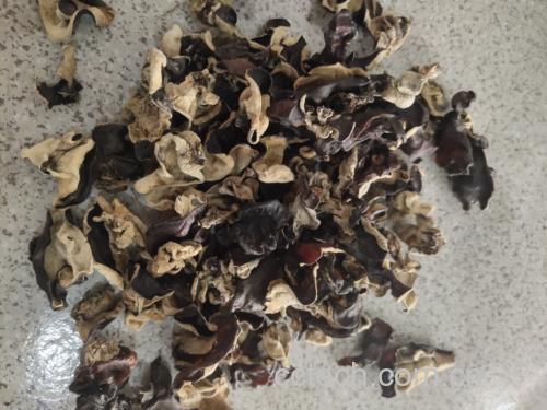 毛木耳特写图片,展示其表面绒毛及自然形态 毛木耳特写
