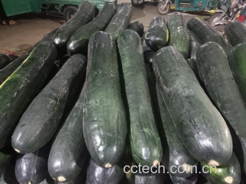 红烧黑皮冬瓜成品图