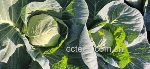 展示几个新鲜圆包菜的特写图,叶片饱满、颜色翠绿 挑选新鲜圆包菜