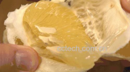 展示不同颜色的葡萄柚,用于说明果皮颜色判断标准 葡萄柚果皮颜色示意图